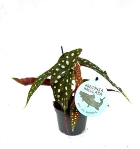 Begonia maculata 'Polka Dot' 12cm