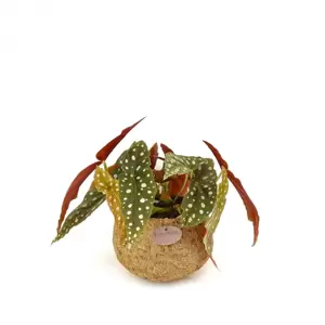 Begonia maculata 'Polka Dot' - Kokodama - image 2