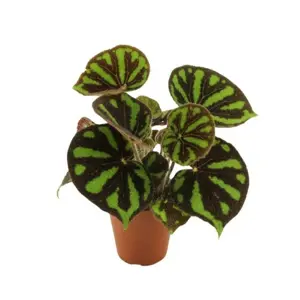 Begonia masoniana 'Boulder'