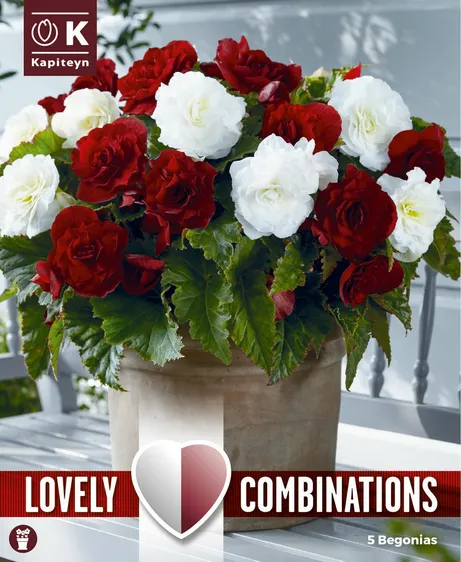 Begonia Red & White Double Mix