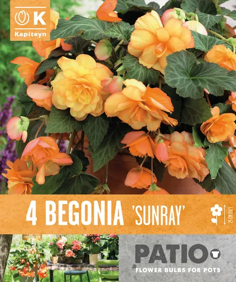 Begonia Sunray