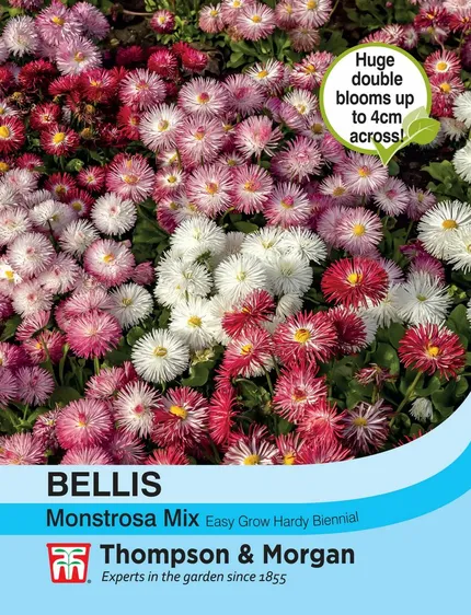 Bellis Monstrosa Mix - image 1