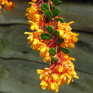 Berberis darwinii 'Compacta'