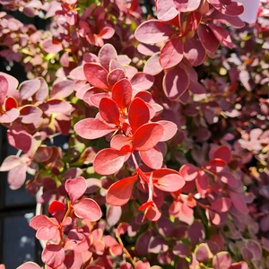 Berberis thunbergii 'Golden Ring'