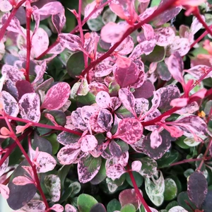 Berberis thunbergii f. atropurpurea 'Harlequin'