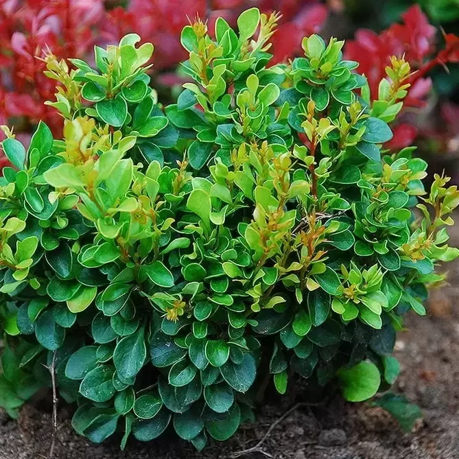 Berberis thunbergii 'Kobold' - Cowell's Garden Centre | Woolsington