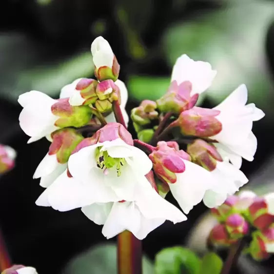 Bergenia 'Schneekristall' 2L - image 1