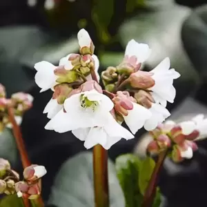 Bergenia 'Schneekristall' 1L - image 1