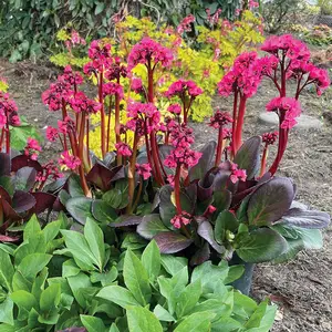Bergenia 'Vintage Rose'