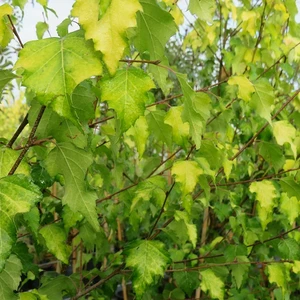 Betula pendula 'Golden Beauty'