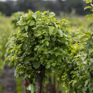 Betula 'Magical Globe'