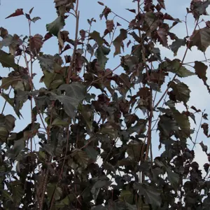 Picture credit - Frank P Matthews