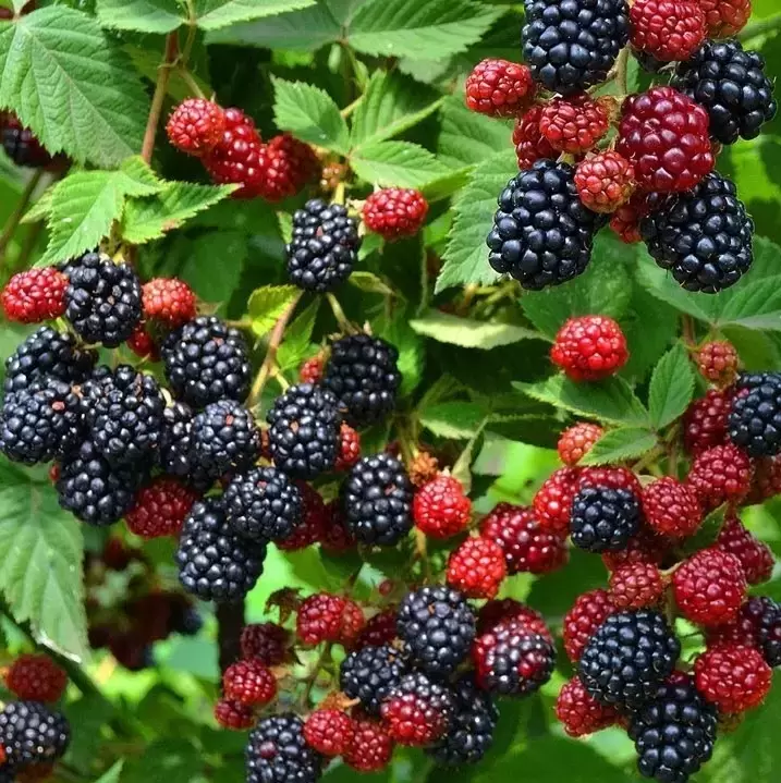 Blackberry 'Thornfree' - Cowell's Garden Centre | Woolsington