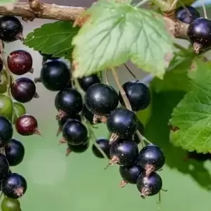 Blackcurrant Lowberry 'Little Black Sugar'