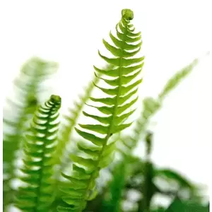 Blechnum spicant 15cm - image 1