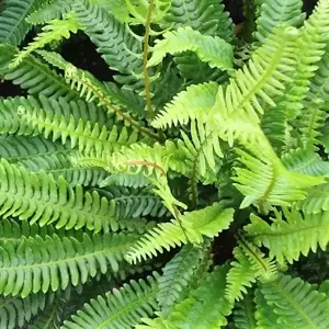 Blechnum spicant 15cm - image 2