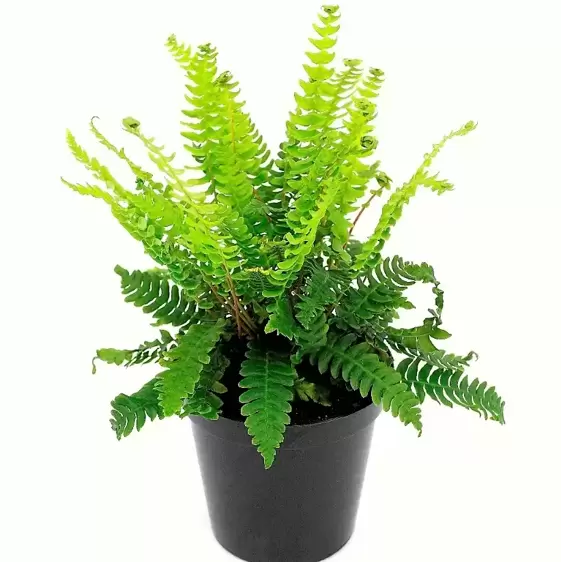 Blechnum spicant 2L - image 2