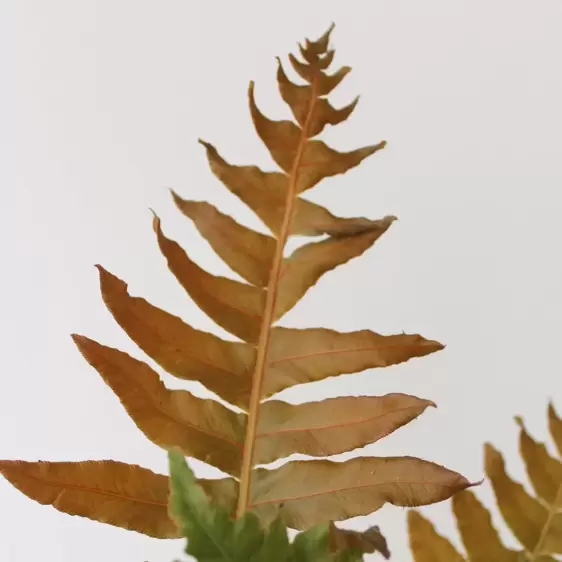 Blechnum brasiliense 'Volcano' - image 2