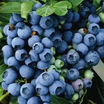 Blueberry 'Blue Gold' - image 1