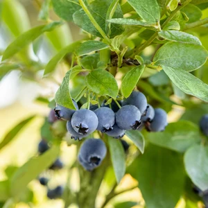 Blueberry 'Blue Jay'