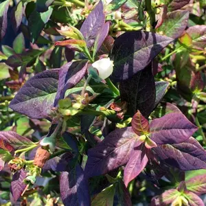 Blueberry 'Cabernet Splash'