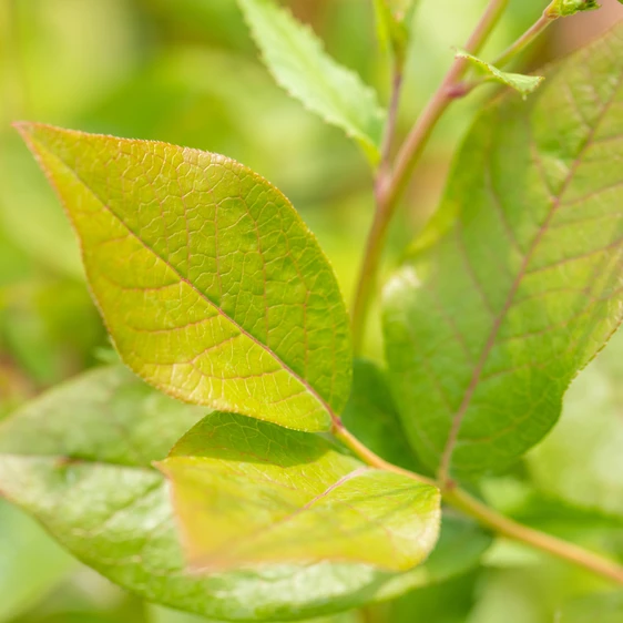 Blueberry 'Patriot' 4.5L - image 2