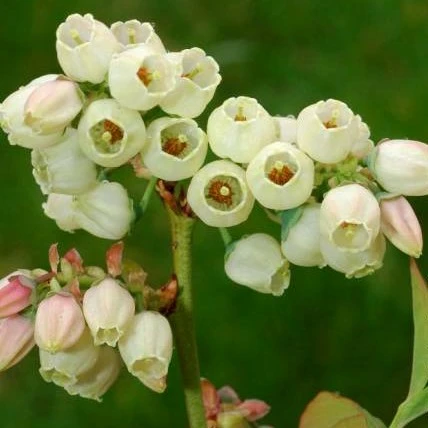 Image Credit: © Hortival Diffusion - Minier