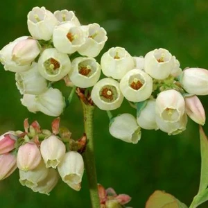 Image Credit: © Hortival Diffusion - Minier