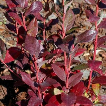 Image Credit: © Hortival Diffusion - Minier