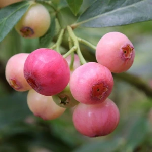 Blueberry 'Pink Bonbons'