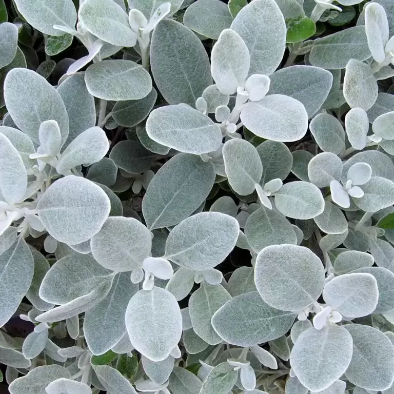 Brachyglottis 'Walberton's Silver Dormouse' - Cowell's Garden Centre ...