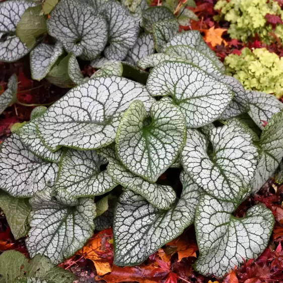 Brunnera 'Jack of Diamonds' 3L - image 1