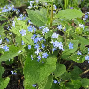 Brunnera macrophylla 'Jennifer'