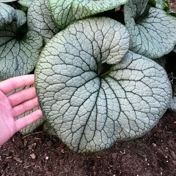Brunnera 'Silver Spear' - image 2