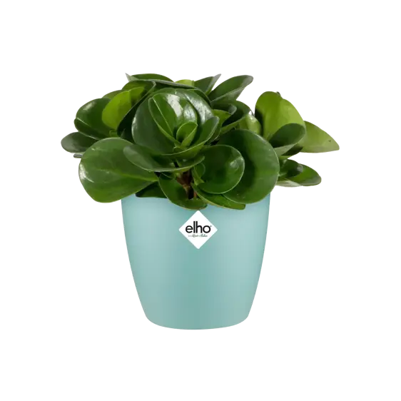 elho Brussels Mint Mini Pot - Ø7cm - image 2