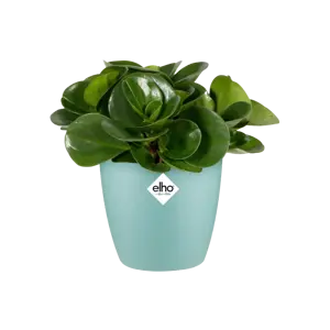 elho Brussels Mint Mini Pot - Ø12cm - image 2