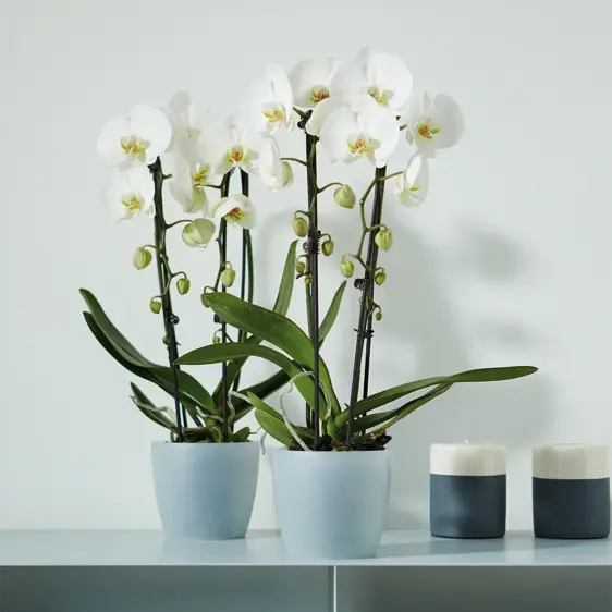 elho Brussels Orchid Pot - image 1