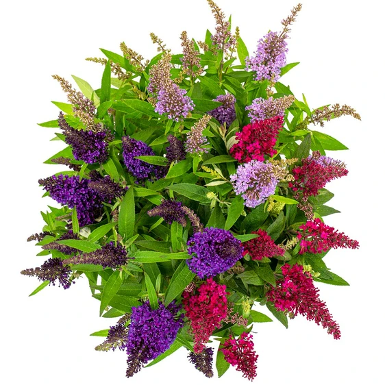 Buddleja davidii Butterfly Candy 'Festival' 3L - image 1