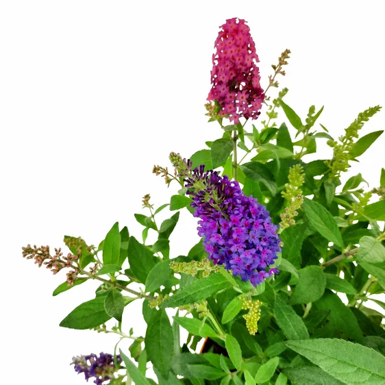 Buddleja davidii Butterfly Candy 'Festival' 3L - image 3