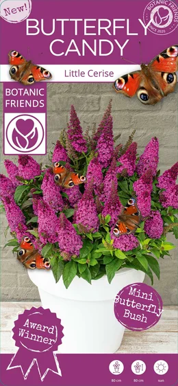 Buddleja davidii Butterfly Candy 'Little Cerise' - image 7