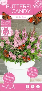 Buddleja davidii Butterfly Candy 'Little Pink' 3L - image 6