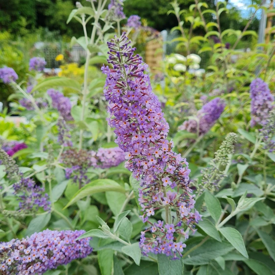 Buddleja davidii 'Lochinch'