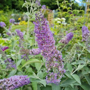 Buddleja davidii 'Lochinch'