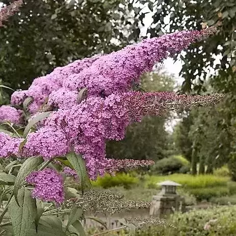 Buddleja davidii 'Pink Delight' 3.4L - image 2