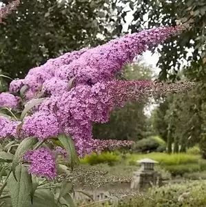 Buddleja davidii 'Pink Delight' 3.4L - image 2