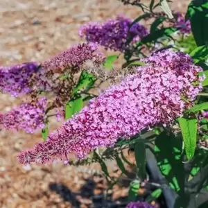 Buddleja davidii 'Pink Delight' 3.4L - image 1