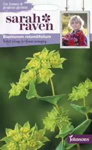 Bupleurum rotundifolium - image 1
