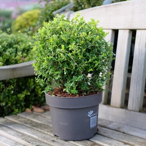 Buxus 'Babylon Beauty Glow'