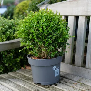 Buxus 'Heritage'