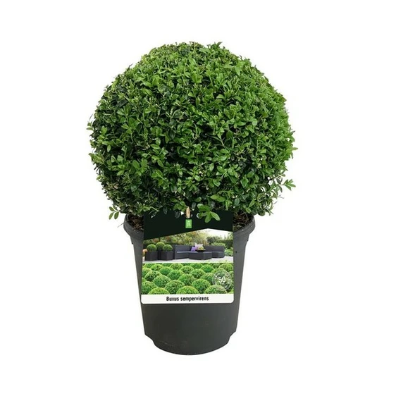 Buxus sempervirens Ball 2L Ø20cm